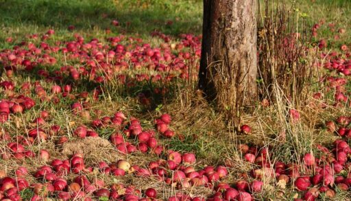 Яблоня яблоки pixabay.com