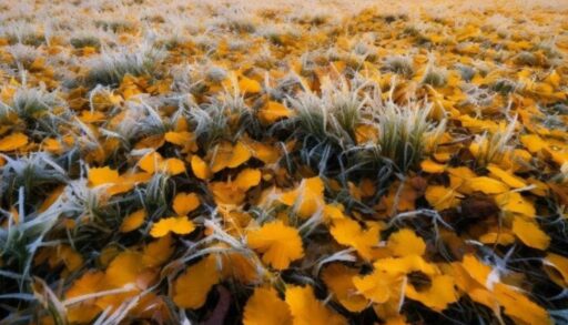 После 16 сентября в Тюмень придут заморозки до -5 градусов