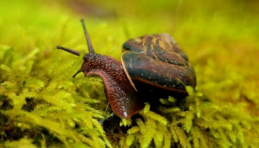 Улитка слизень