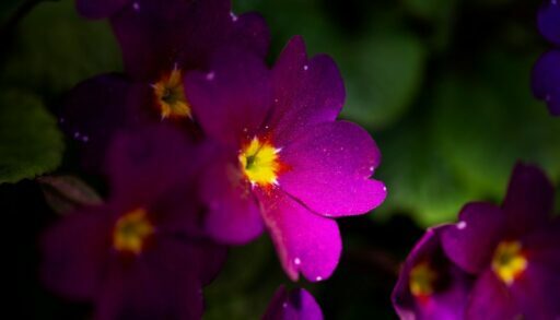 Цветы фиалка 2 freepik.com