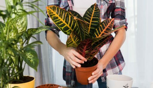 Цветы комнатные freepik.com