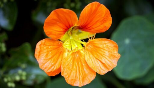 Цветы настурция freepik.com