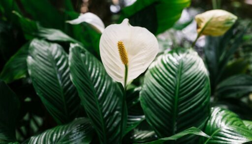 Цветы спатифиллум freepik.com