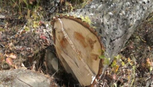 Житель Тюменской области незаконно вырубил более тысячи деревьев