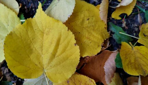 Новая неделя в Тюмени начнётся с дождя и снега