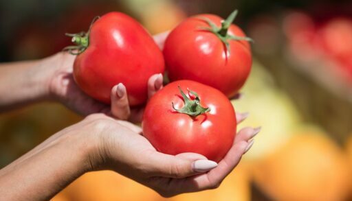 Овощи томаты помидоры огород сбор урожая 3 freepik.com