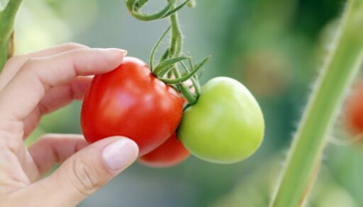 Овощи томаты помидоры огород сбор урожая freepik.com