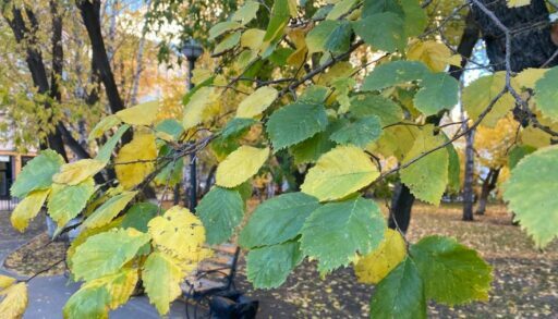 В эти выходные в Тюмени будет еще тепло