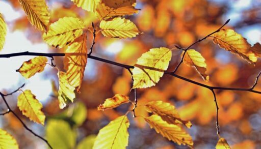 Погода 17 октября: в Тюмени – ничего нового