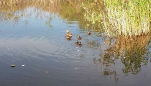 В Тюмени возле Утиного пруда обустроят сквер