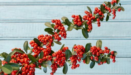 Растение боярышник freepik.com