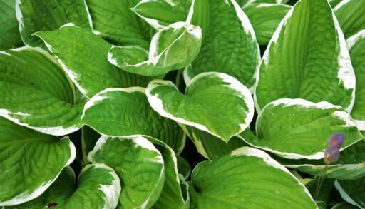 Растение хоста pixabay.com