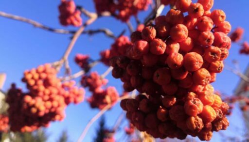 Вторник в Тюмени будет последний сухим днем на этой неделе