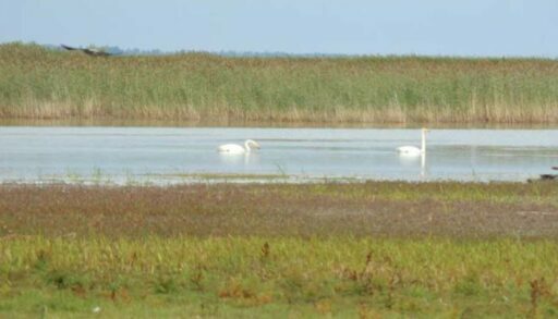 Самое большое озеро Тюменской области взято под особую охрану