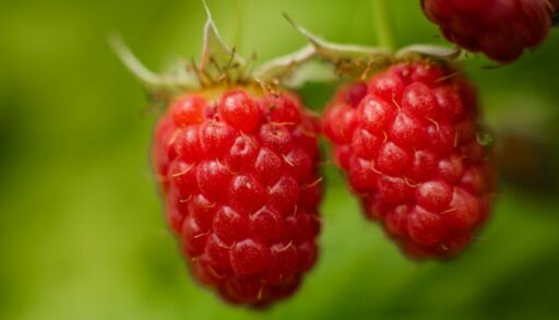 Ягоды растение малина freepik.com