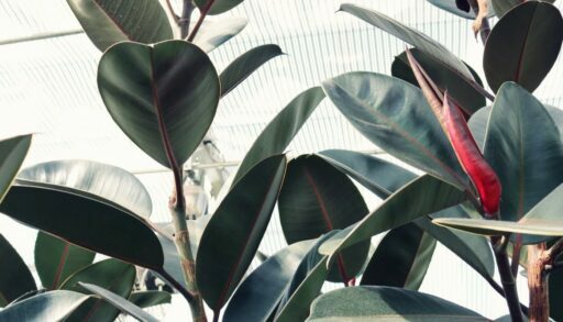 Цветы фикус freepik.com