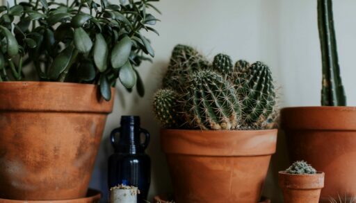 Цветы горшок терракотовый freepik.com