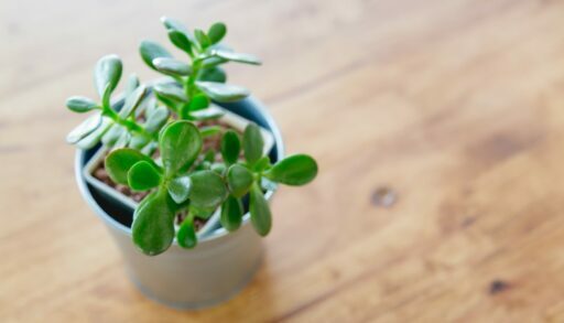 Цветы толстянка денежное дерево freepik.com