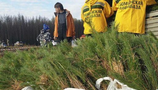 Тюменская область лидирует по высадке деревьев в УрФО