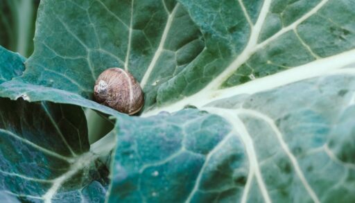 Огород дача улитка вредители freepik.com