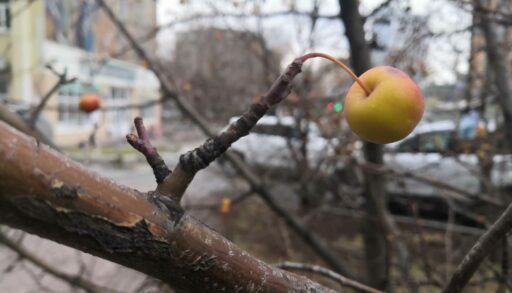 Вторник в Тюмени будет солнечным и прохладным
