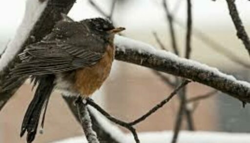В пятницу снег в Тюмени возьмет паузу