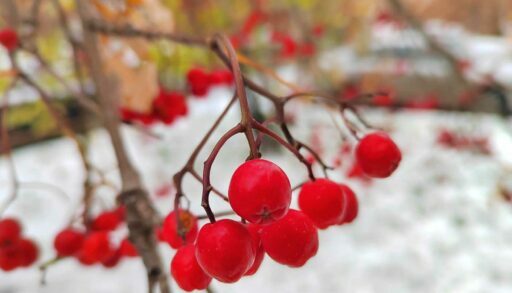 В Тюмени ожидаются снег, дожди и туман