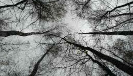 Четверг пройдет в Тюмени без снега