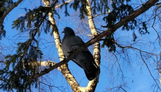 В среду в Тюмени будет солнечно и прохладно