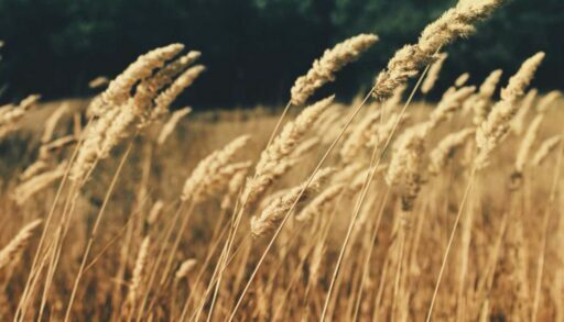 В Тюменской области высадили 2 тысячи гектаров озимых культур