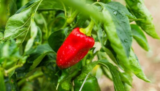 Растение перец 2 freepik.com
