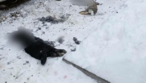 В Тобольске волки пробрались в жилой дом