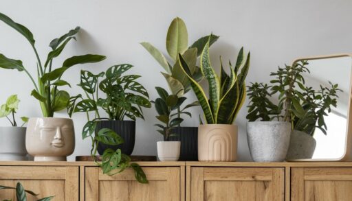 Комнатные растения стоят на деревянном комоде