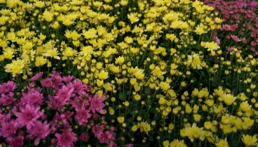 Разноцветные цветы