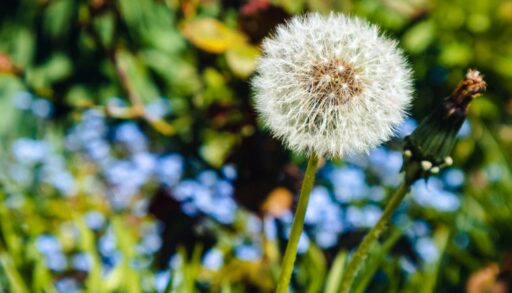 Одуванчик на природе