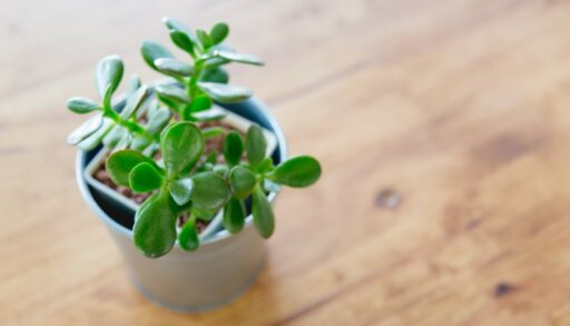 Денежное дерево в горшке стоит на столе