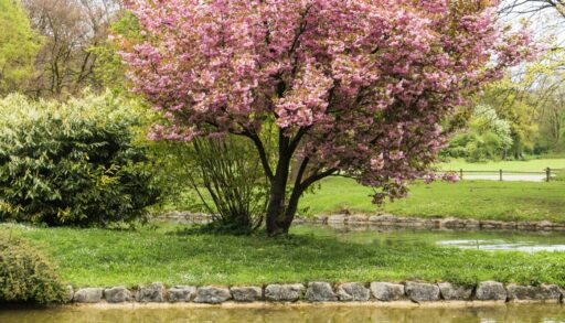 Дерево с розовыми цветами стоит на берегу водоема