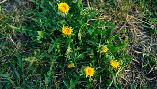 Желтые одуванчики в зеленой траве