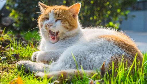 Рыжий кот зевает, лежа на траве