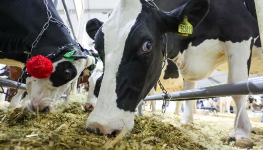 В Тюменской области сокращается производство молока и поголовье скота
