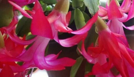 Крупный план цветов декабриста