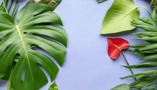 листья разных комнатных растений