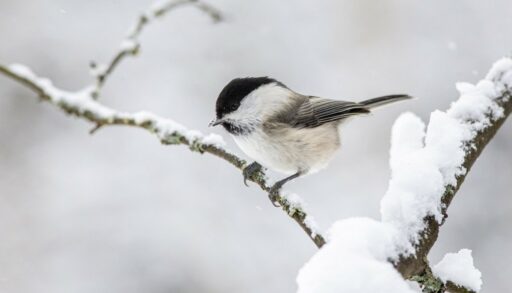 Маленькая черно-белая птичка крупным планом
