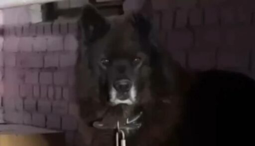 Тюменец привязал собаку к машине и оставил умирать