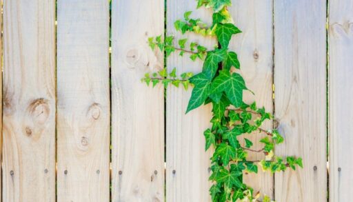 плющ на фоне забора