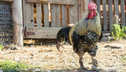 Красивая курица на природе