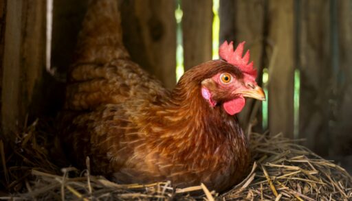 Курица сидит в плохо утепленном курятнике