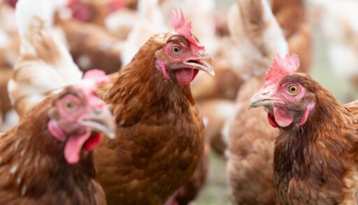 Группа «Черкизово» выкупила тюменскую птицефабрику