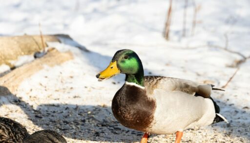Селезень на снегу