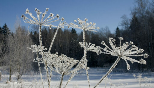 Замерзшая ветка дерева